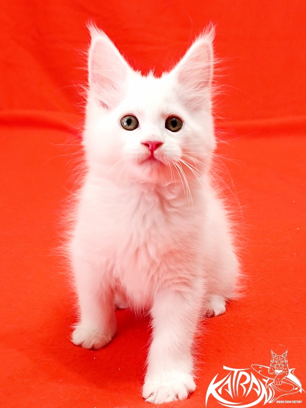 Katran Kenza - Kitten maine-coon 1 month 2.5 weeks