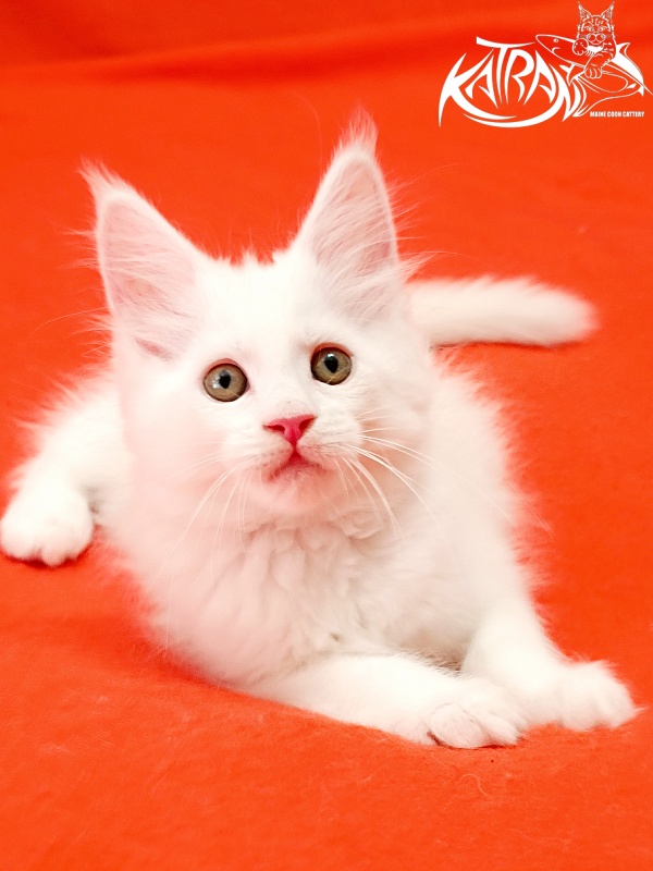 Katran Kenza - Kitten maine-coon 1 month 2.5 weeks