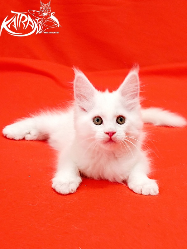Katran Kenza - Kitten maine-coon 1 month 2.5 weeks