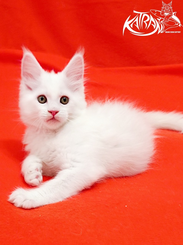 Katran Kenza - Kitten maine-coon 1 month 2.5 weeks