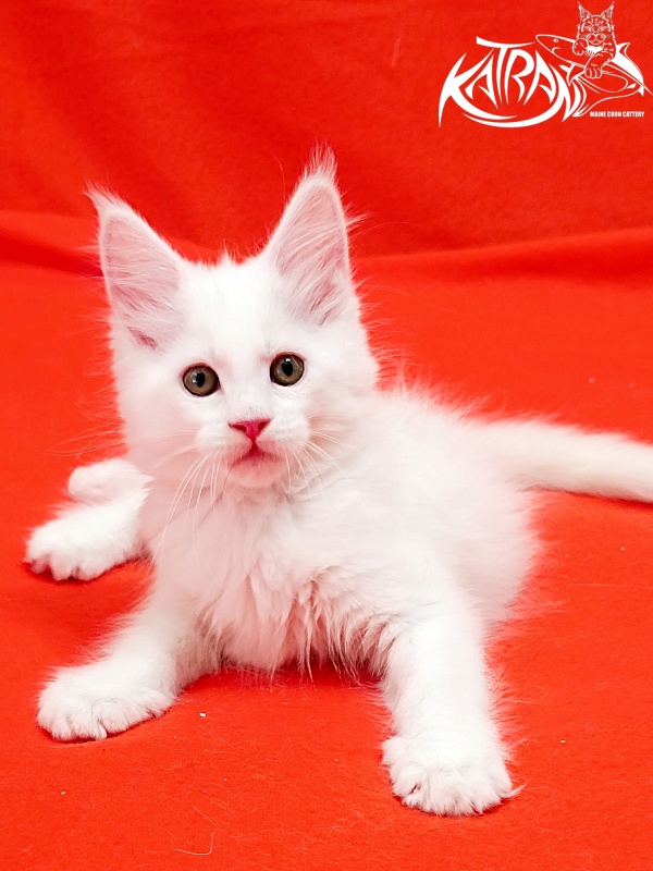 Katran Kenza - Kitten maine-coon 1 month 2.5 weeks