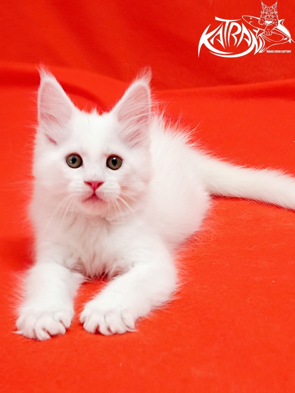 Katran Kenza - Kitten maine-coon 1 month 2.5 weeks