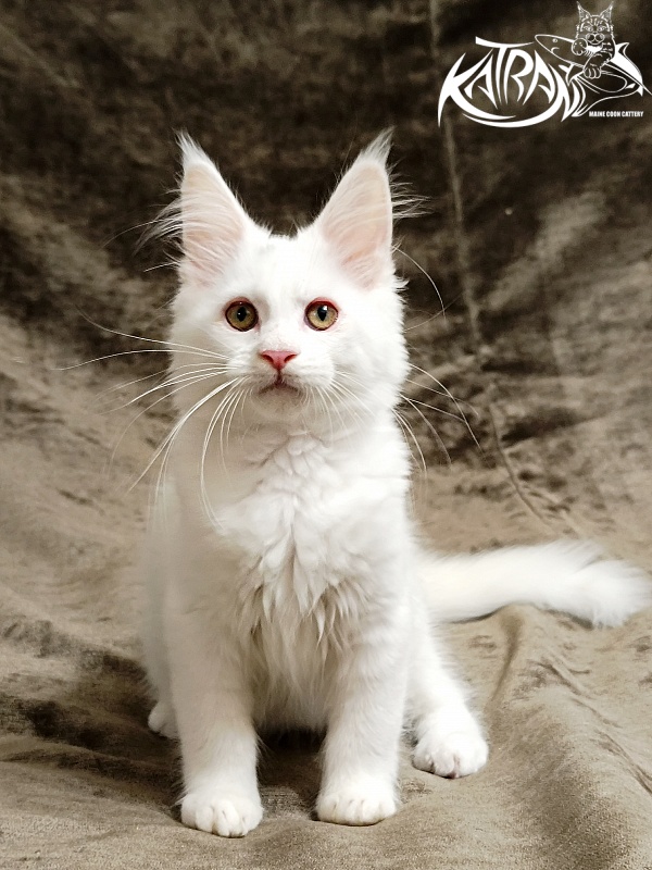Katran Kenza - Kitten maine-coon 3 months