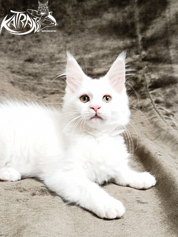 Katran Kenza - Kitten maine-coon 3 months