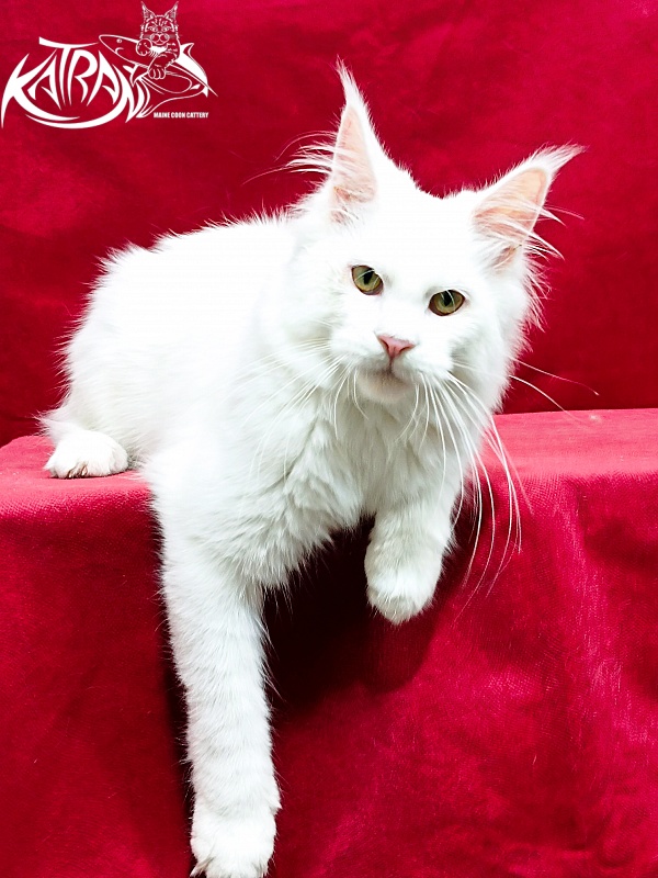 Katran Kenza - Kitten maine-coon 5 months 1 week