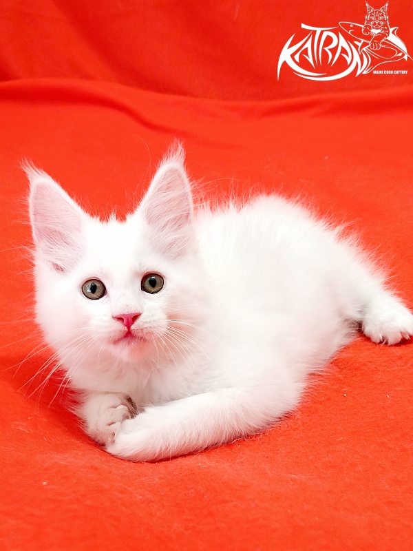 Katran Kenza - Kitten maine-coon 1 month 2.5 weeks