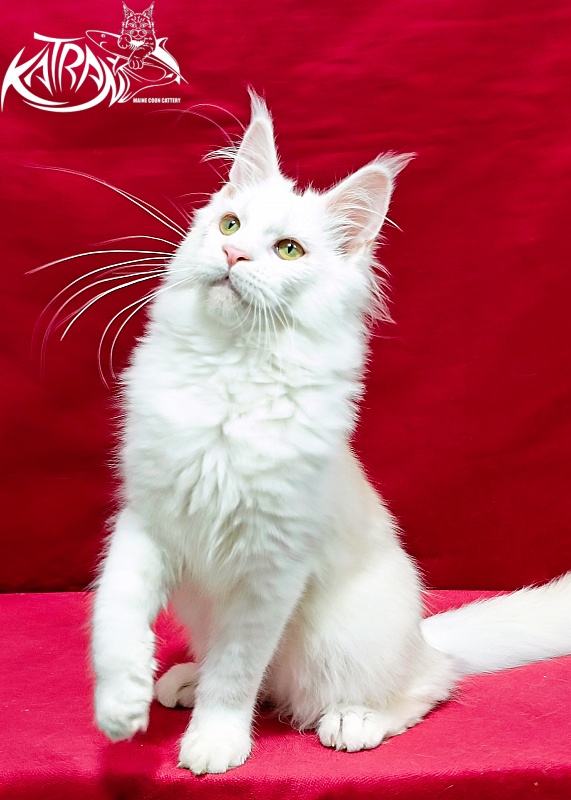 Katran Kenza - Kitten maine-coon 5 months 1 week