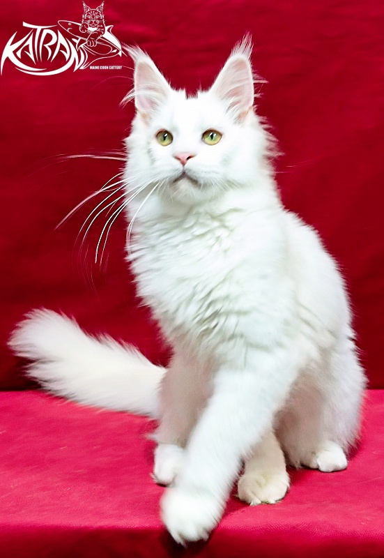 Katran Kenza - Kitten maine-coon 5 months 1 week