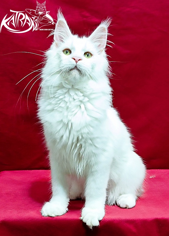 Katran Kenza - Kitten maine-coon 5 months 1 week