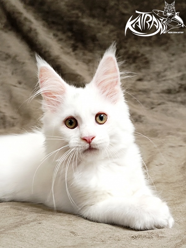 Katran Kenza - Kitten maine-coon 3 months