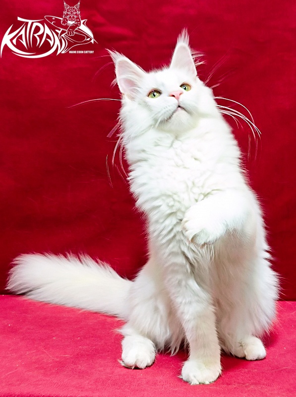Katran Kenza - Kitten maine-coon 5 months 1 week