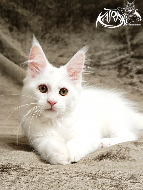 Katran Kenza - Kitten maine-coon 3 months