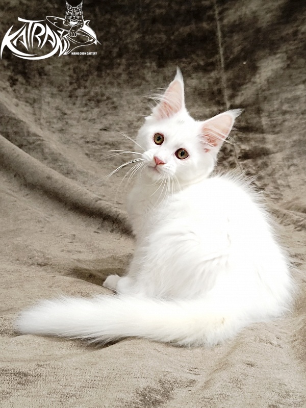 Katran Kenza - Kitten maine-coon 3 months
