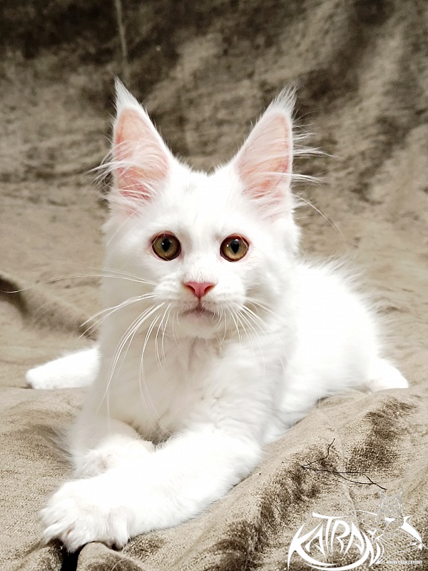 Katran Kenza - Kitten maine-coon 3 months