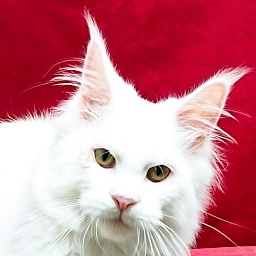 Katran Kenza