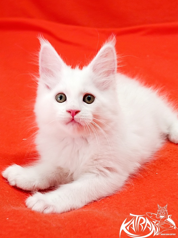 Katran Kenza - Kitten maine-coon 1 month 2.5 weeks