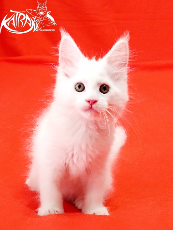 Katran Kenza - Kitten maine-coon 1 month 2.5 weeks