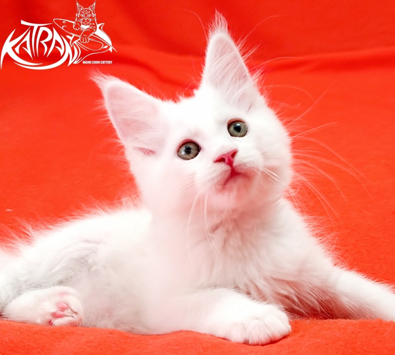Katran Kenza - Kitten maine-coon 1 month 2.5 weeks