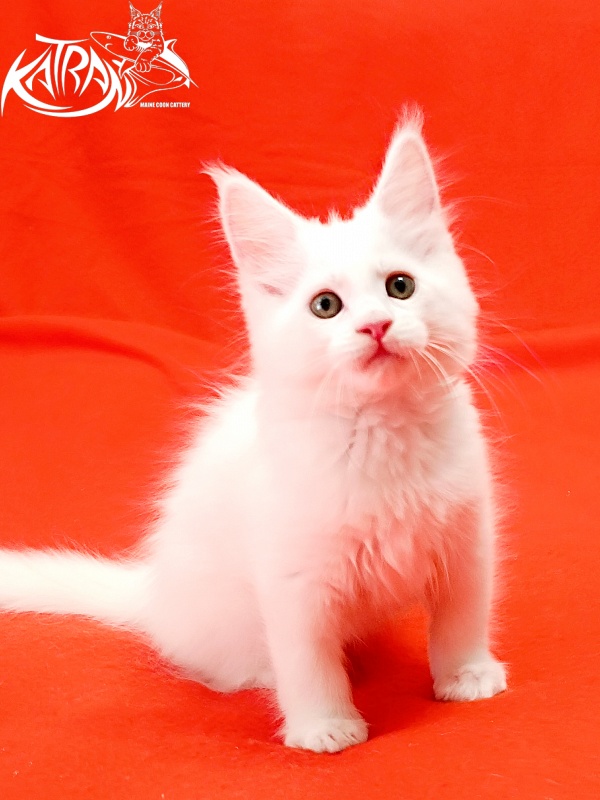 Katran Kenza - Kitten maine-coon 1 month 2.5 weeks