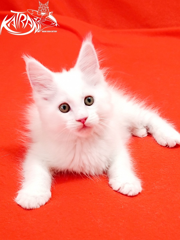 Katran Kenza - Kitten maine-coon 1 month 2.5 weeks