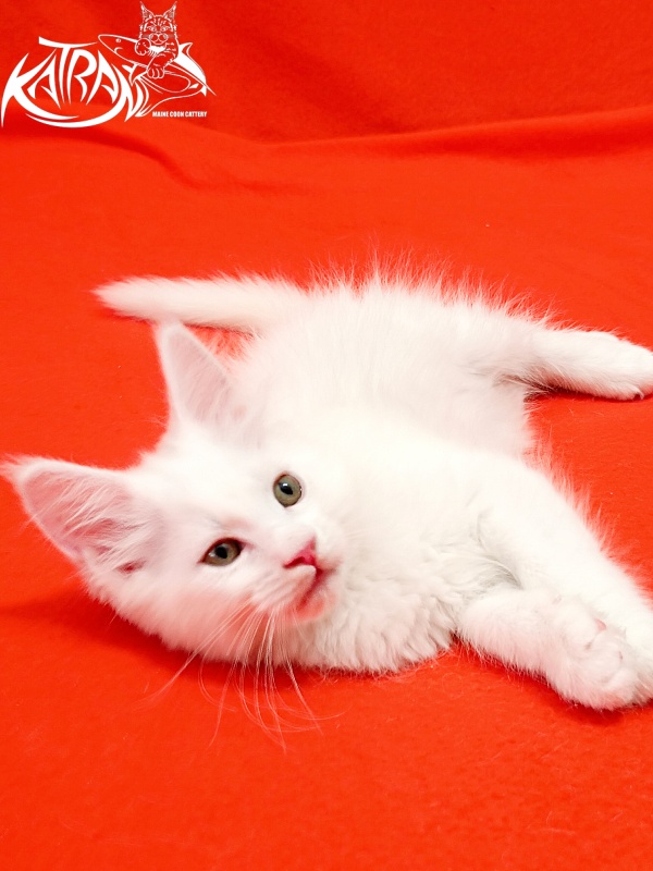 Katran Kenza - Kitten maine-coon 1 month 2.5 weeks