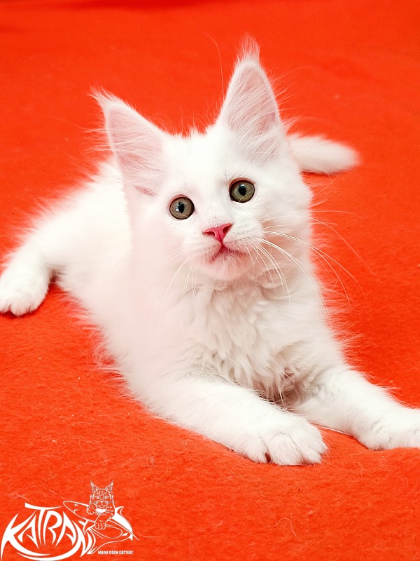 Katran Kenza - Kitten maine-coon 1 month 2.5 weeks