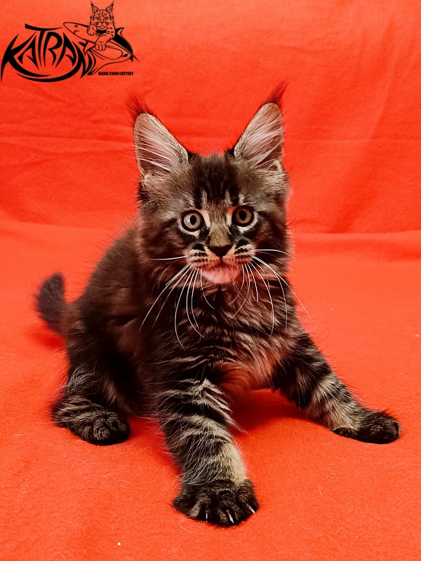 Katran Kamalia - Kitten maine-coon 1 month 2.5 weeks