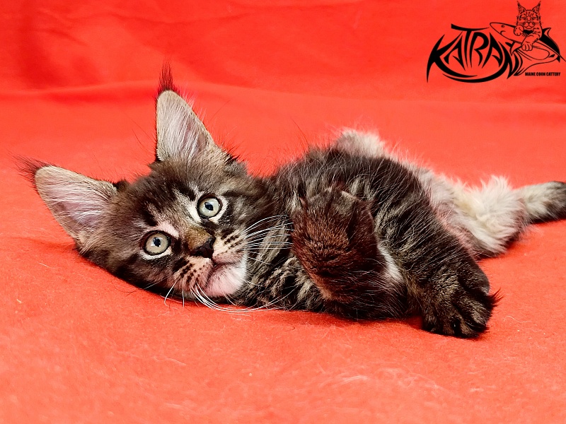 Katran Kamalia - Kitten maine-coon 1 month 2.5 weeks