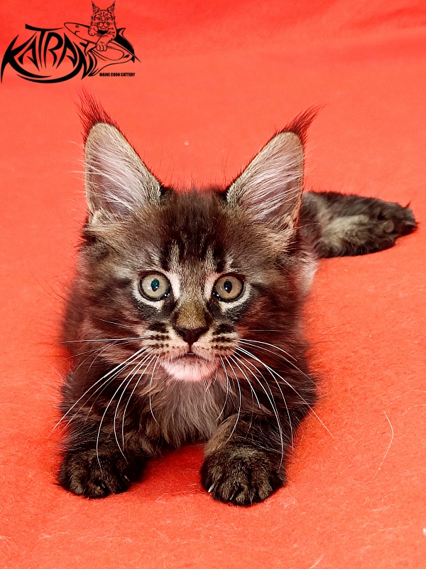 Katran Kamalia - Kitten maine-coon 1 month 2.5 weeks