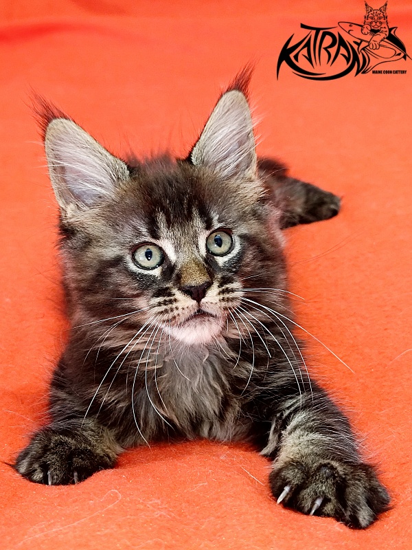 Katran Kamalia - Kitten maine-coon 1 month 2.5 weeks