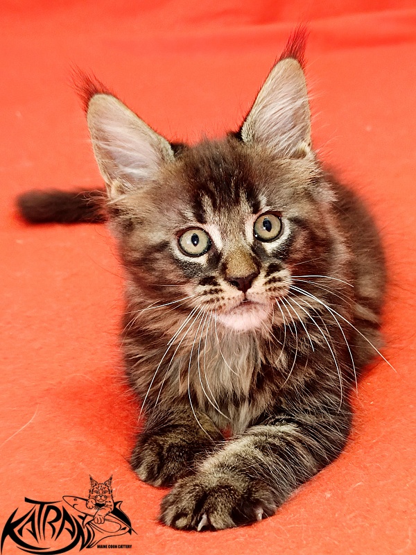 Katran Kamalia - Kitten maine-coon 1 month 2.5 weeks