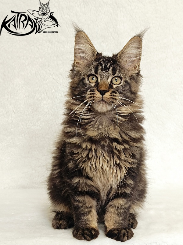 Katran Kamalia - Kitten maine-coon 3 months