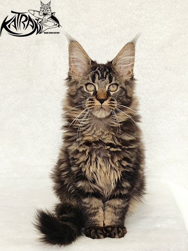 Katran Kamalia - Kitten maine-coon 3 months