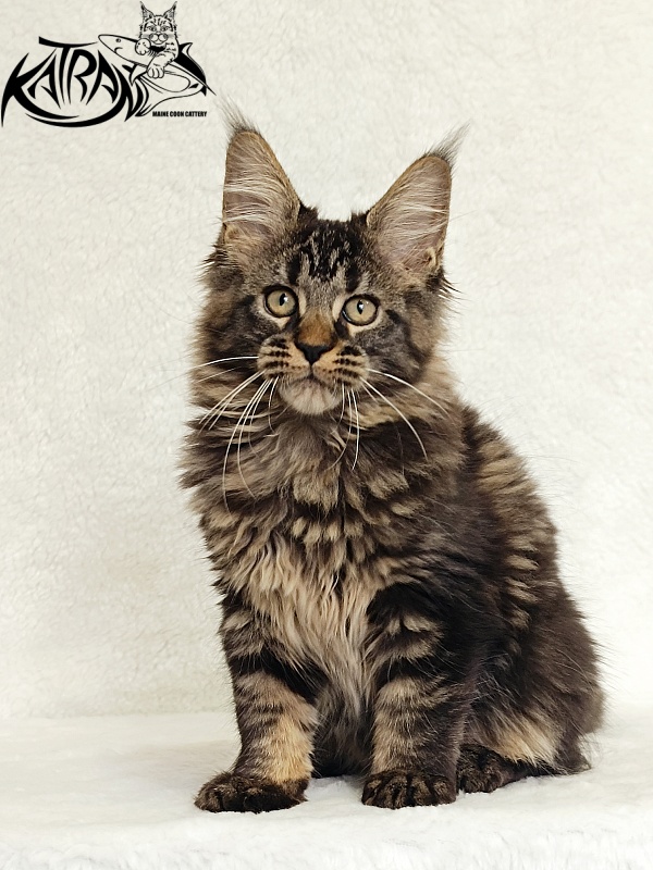 Katran Kamalia - Kitten maine-coon 3 months