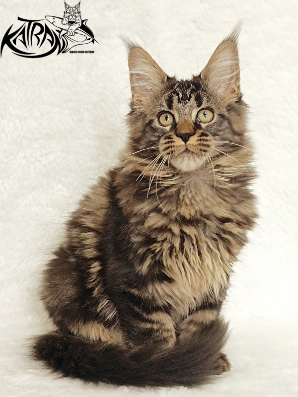 Katran Kamalia - Kitten maine-coon 3 months