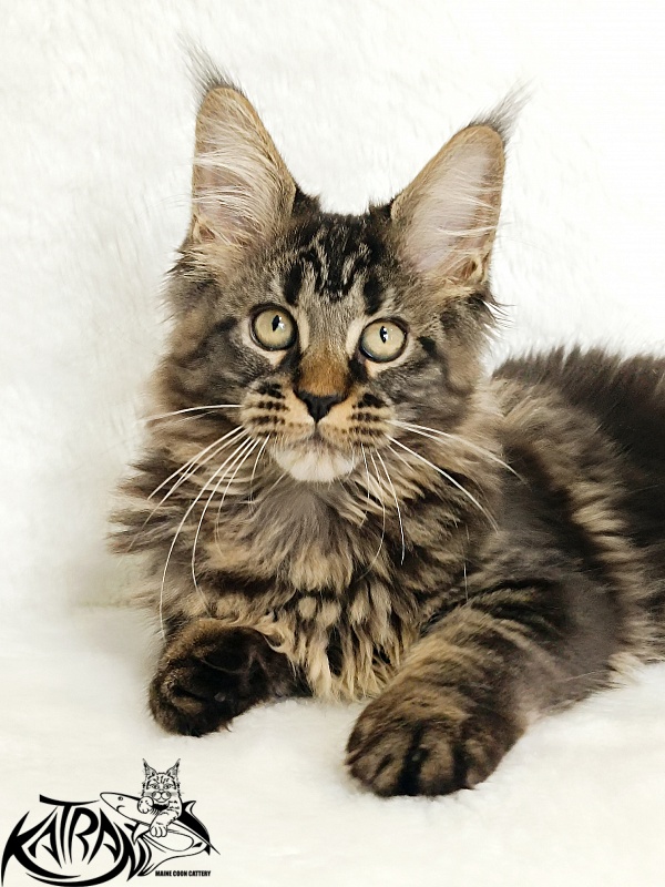 Katran Kamalia - Kitten maine-coon 3 months