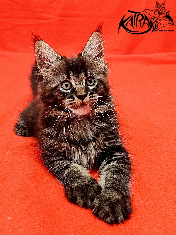 Katran Kamalia - Kitten maine-coon 1 month 2.5 weeks