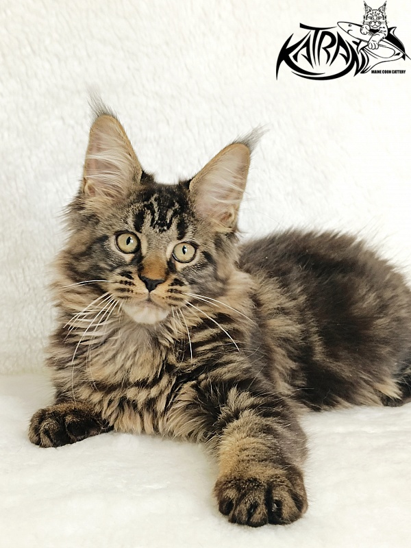 Katran Kamalia - Kitten maine-coon 3 months