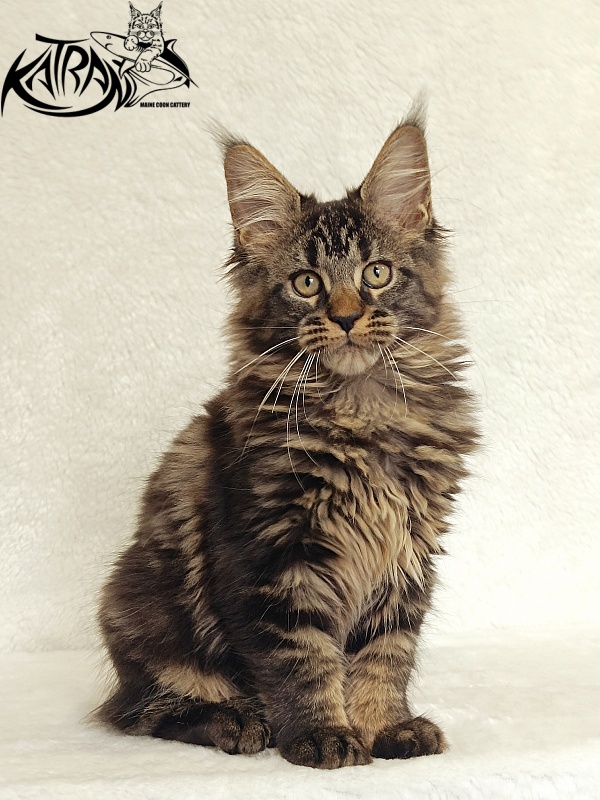 Katran Kamalia - Kitten maine-coon 3 months
