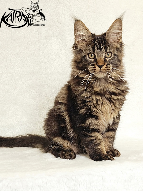 Katran Kamalia - Kitten maine-coon 3 months