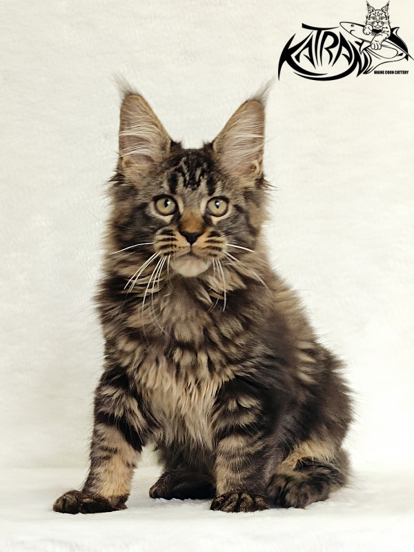 Katran Kamalia - Kitten maine-coon 3 months
