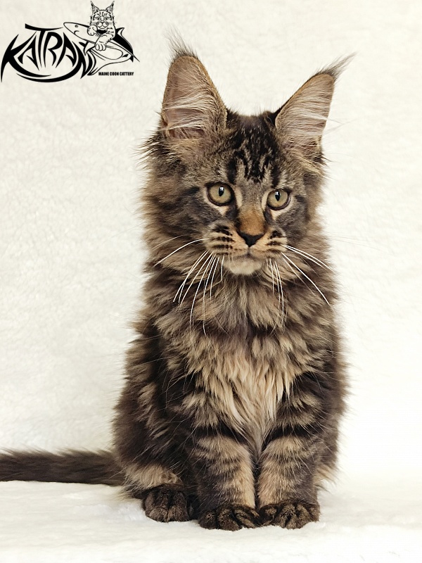 Katran Kamalia - Kitten maine-coon 3 months