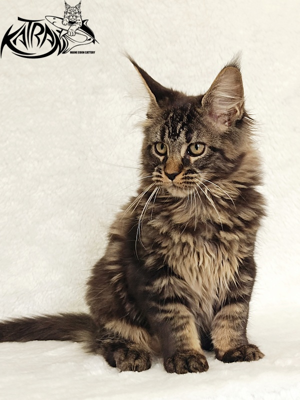 Katran Kamalia - Kitten maine-coon 3 months
