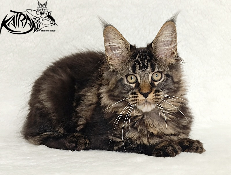Katran Kamalia - Kitten maine-coon 3 months