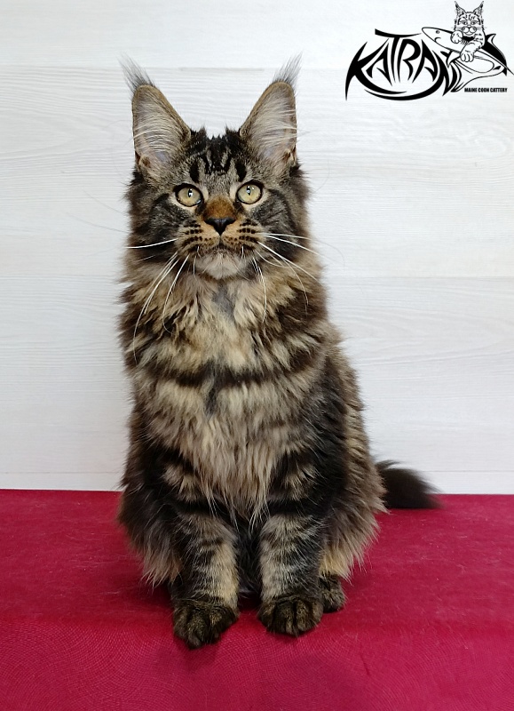Katran Kamalia - Kitten maine-coon 4 months