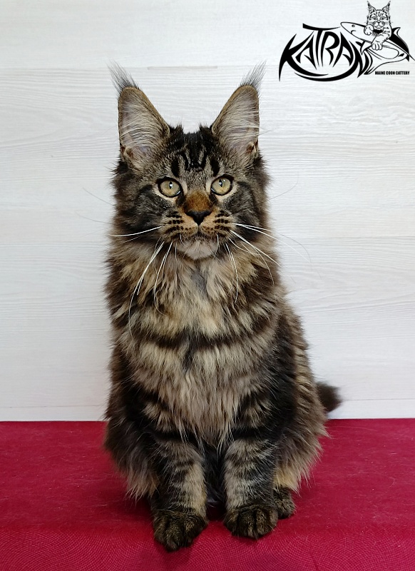 Katran Kamalia - Kitten maine-coon 4 months