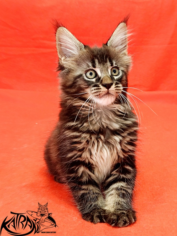 Katran Kamalia - Kitten maine-coon 1 month 2.5 weeks