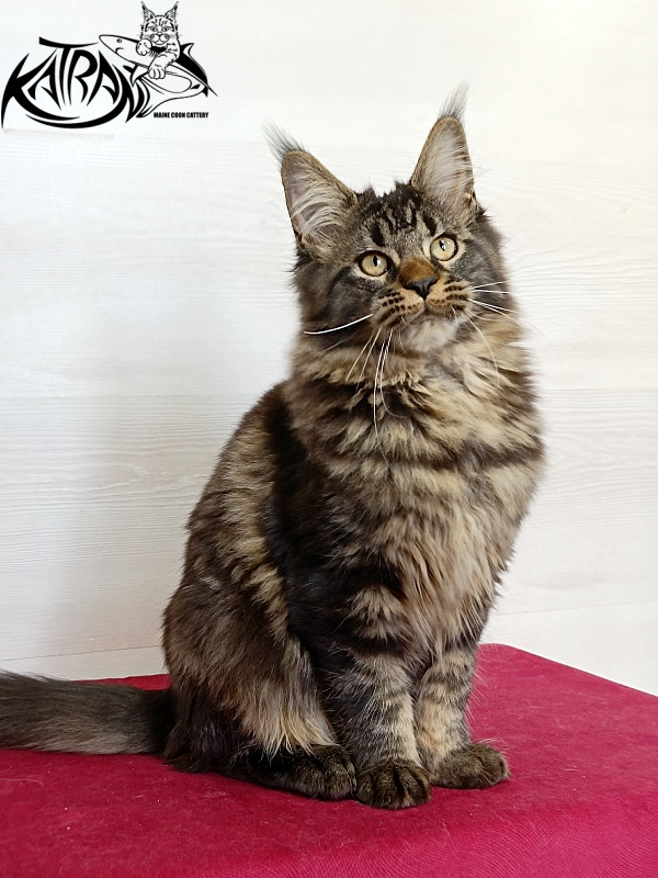 Katran Kamalia - Kitten maine-coon 4 months
