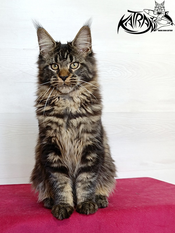 Katran Kamalia - Kitten maine-coon 4 months