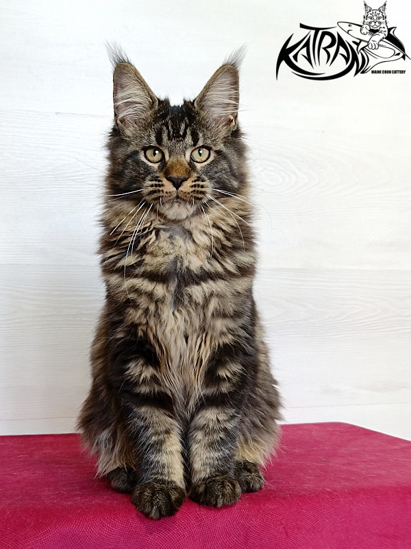 Katran Kamalia - Kitten maine-coon 4 months